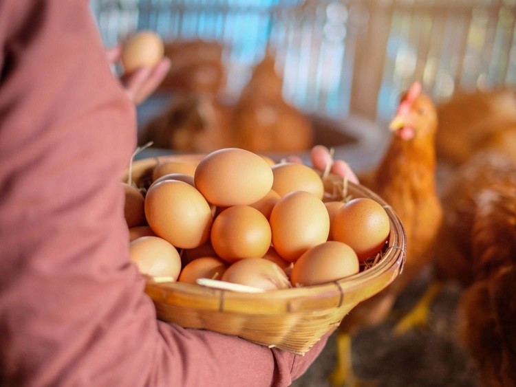 Minagri dio a conocer plan de trabajo con Chile Huevos