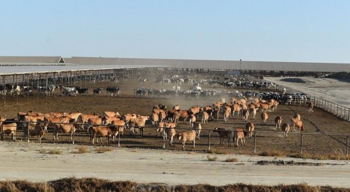 EE.UU.: la producción de leche podría ralentizarse en 2023