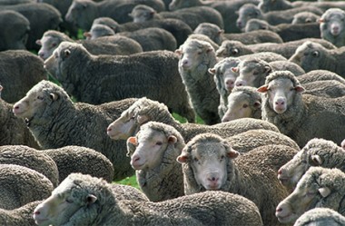 Australia se consolida como el mayor exportador de carne de ovino y prevé una producción récord para este año