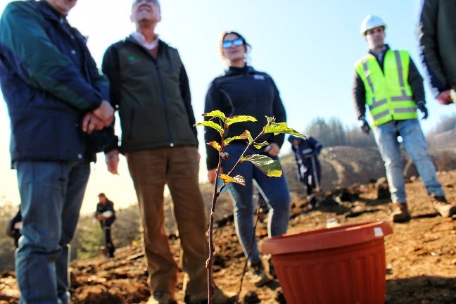 Inició restauración de bosque nativo a gran escala en la Región del Biobío