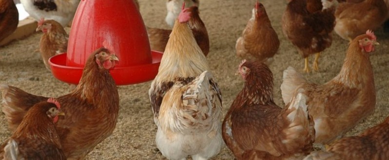 USDA libera las restricciones de la influenza aviar altamente patógena para las provincias de Cachapoal y Melipilla en Chile