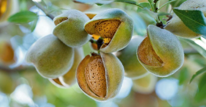 ALMENDRAS/CALIFORNIA: CAE SUPERFICIE POR PRIMERA VEZ EN LOS ÚLTIMOS 25 AÑOS