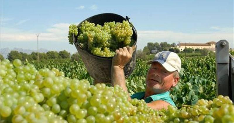 Perú: Primeras uvas de la campaña 2023/2024 se adelantarían y saldrían en septiembre