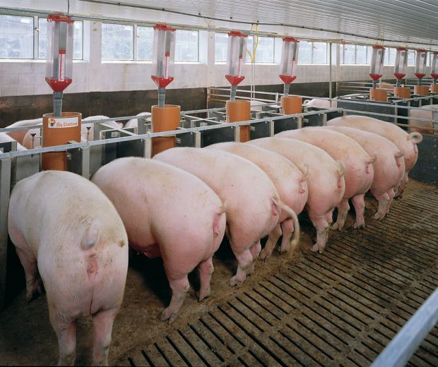 Rabobank prevé que los precios para el ganado porcino sigan altos por una temporada