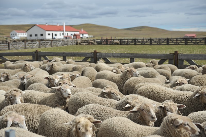 Argentina: Analizaron los aspectos económicos para fortalecer la industria ovina de la Patagonia