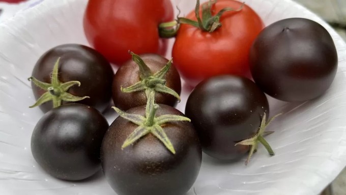 Científicos ingleses esperan que un tomate transgénico morado pronto se venda en el Reino Unido
