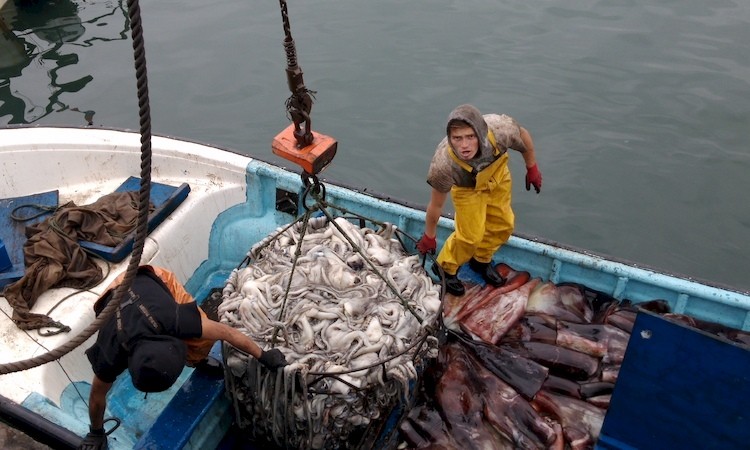 Desembarque pesquero de la Región del Biobío aumentó 19,3% en doce meses