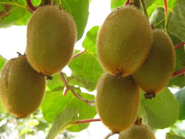 El cálido invierno afecta la producción de kiwis en Nueva Zelanda