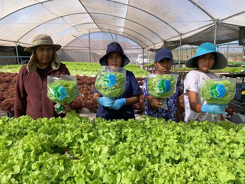 Horticultores de INDAP aumentan en 17% sus ingresos gracias a convenio con Unimarc