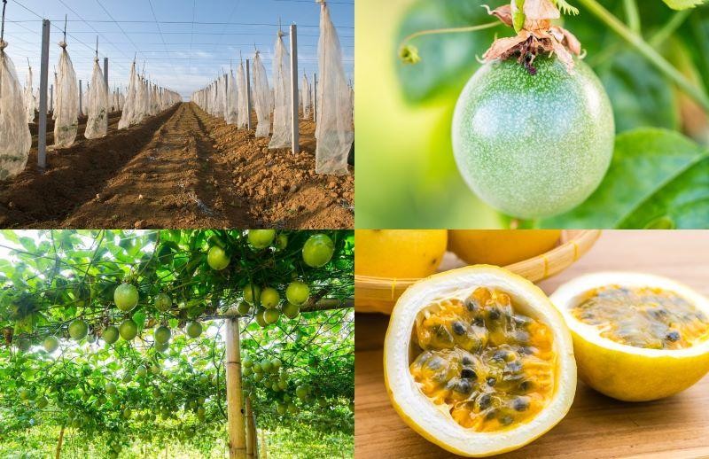 Perú: Producción nacional de maracuyá ascendió a 101.466 toneladas en 2022, mostrando una contracción de -27.19%