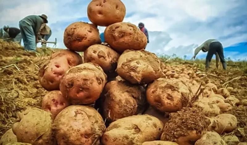 Perú INEI: Producción nacional de papa cayó -15.7% en mayo de 2023