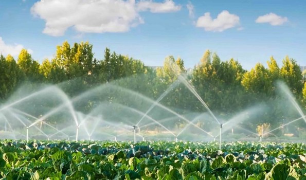 Confirman probables daños agrícolas por altas temperaturas en zona centro-sur