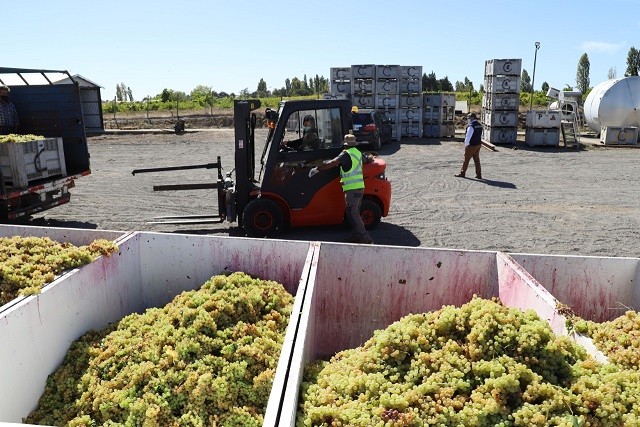 Viñateros de Quillón mejoran capacidades y se preparan para exportar