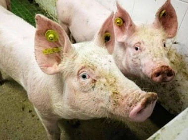 VIETNAM APRUEBA EL USO DE LAS PRIMERAS VACUNAS CONTRA LA PESTE PORCINA AFRICANA
