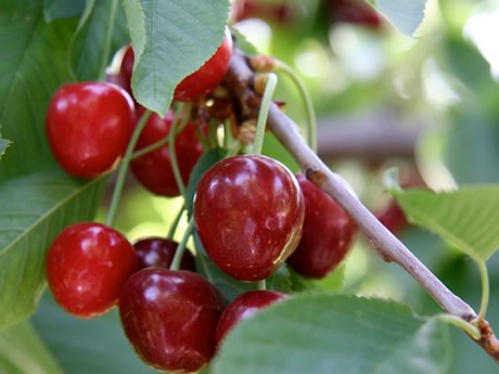 2023: Uno de los peores años para la producción de cerezas de Holanda