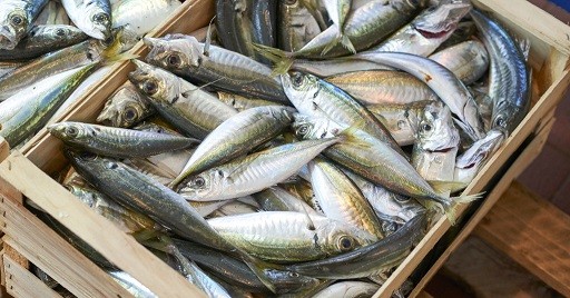 África se posiciona como principal receptor de jurel chileno: Exportaciones crecieron un 10,2% en julio