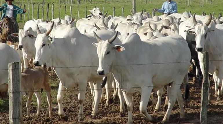 Bolivia rompe récord por el faenado de más de un millón de cabezas de ganado y 230.090 toneladas de carne vendida