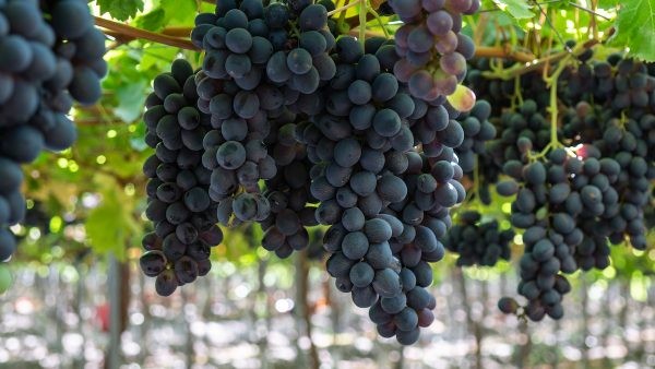 Australia cierra temporada de uva de mesa con envíos que superan las 130.000 T