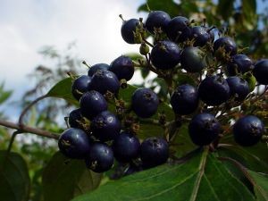 Agricultores de Ñuble buscan revertir crisis en berries con renovación de variedades