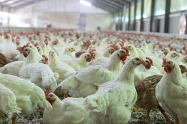 Argentina asegura estar libre de influenza aviar en granjas avícolas comerciales