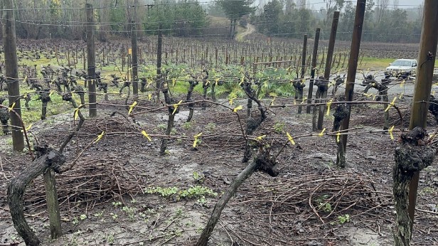 SAG Biobío entrega casi 500 mil emisores de confusión sexual predial a productores/as de vid y de arándanos