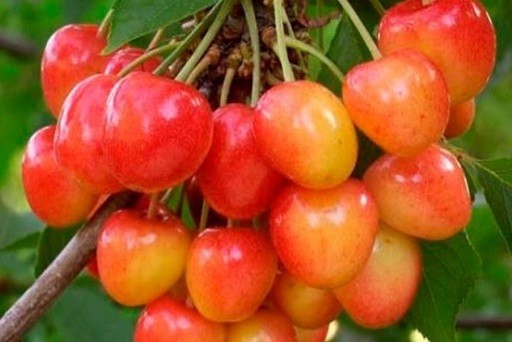 Expertos de Agronomía UdeC continúan trabajando para rescatar la cereza Corazón de Paloma