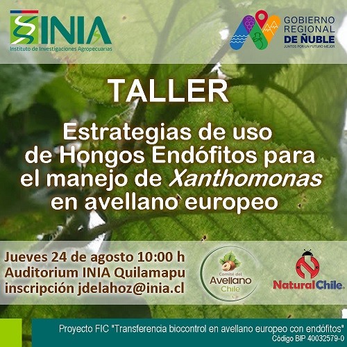 Productores de avellano europeo tendrán taller para contrarrestar de forma sostenible compleja enfermedad que afecta producción