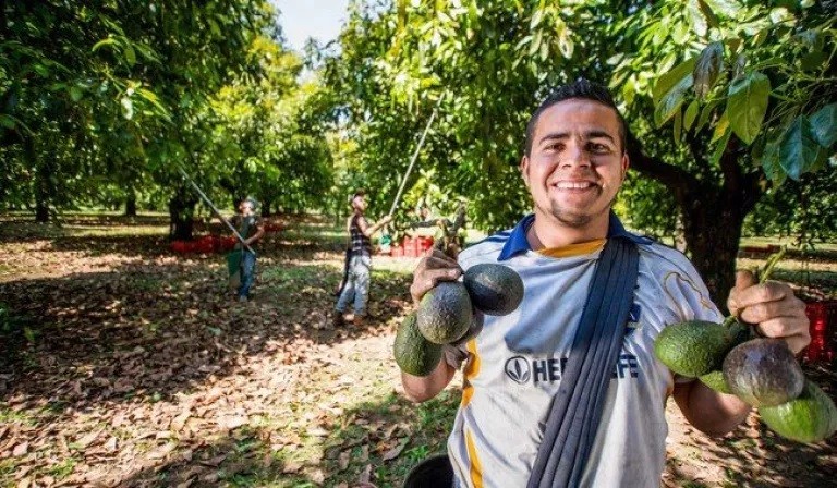 México en el top ten de los principales productores mundiales de aguacate, guayaba, mango y chile verde