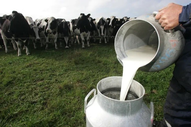 Silencio de grandes empresas preocupa a productores de leche ante sostenida caída de los precios