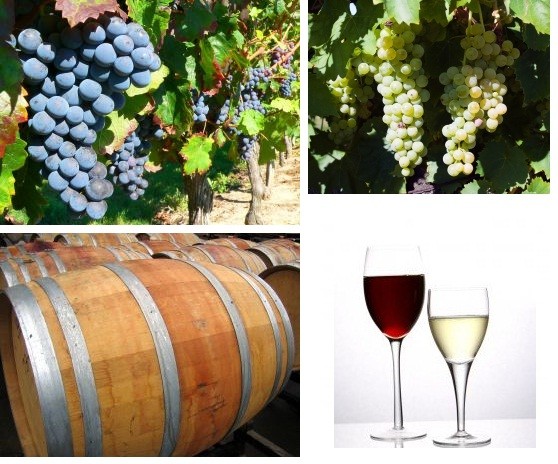 Exportaciones totales de vino alcanzaron a 57,1 millones de litros a julio de este año, un 20,5% menos que el 2022
