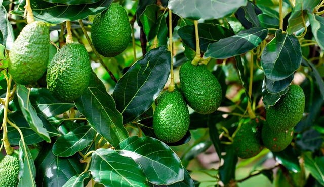 Palta hass Perú: exportación crecerá solo en 2% este 2023