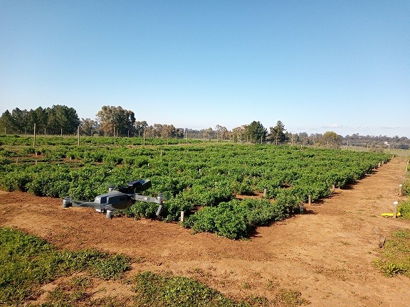 Nuevo germoplasma de alfalfa tolerante a sequía para zonas de secano mediterráneo fue estudiado mediante fenotipado terrestre y aéreo