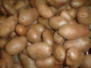 El negocio de la papa en Chile: más de 24 mil agricultores y una drástica caída en la producción
