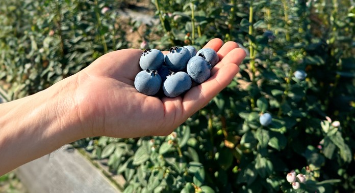 Fall Creek® Presenta Nueva Variedad Para Nuevos Desafíos