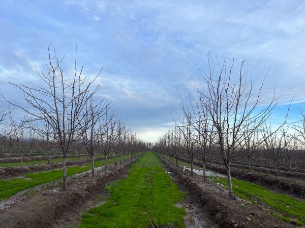 Industria de la ciruela chilena se prepara frente a lo que fue un invierno poco frío