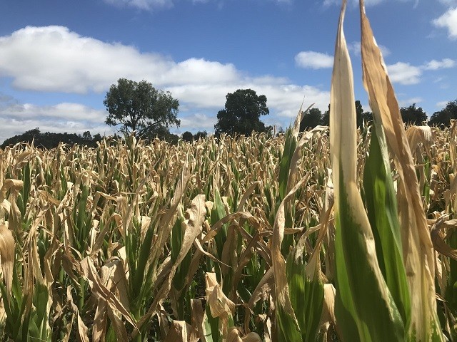Minagri insta a agricultores a proteger sus cultivos ante riesgos climáticos
