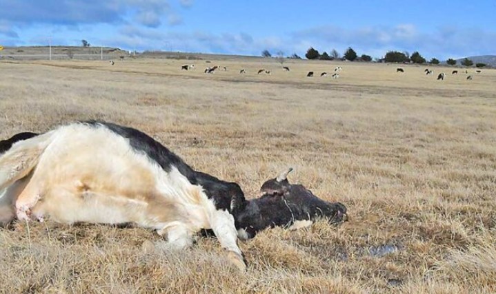 Ganadera pierde 16 bovinos y otra decena presenta heridas por ataque permanente de “perros domésticos”
