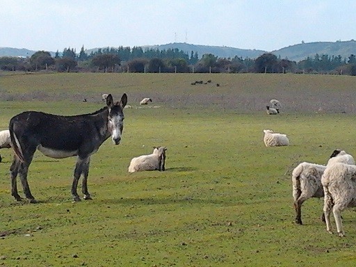 Burros “guardianes” de ovejas: INIA Hidango implementa innovador sistema de cuidado ovino