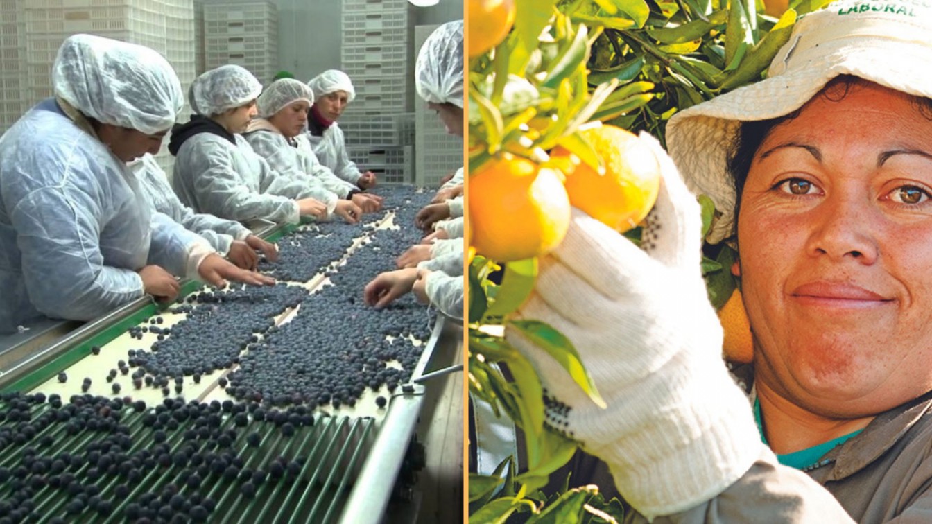Gerente General de ASOEX: “Se requiere avanzar en la implementación de un mecanismo de VISA de trabajo que pueda ser compatible con las características de los trabajadores extranjeros que requiere la industria frutícola de temporada”