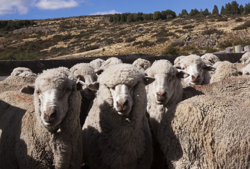 La Argentina exportará pequeños rumiantes para faena y material genético a Chile