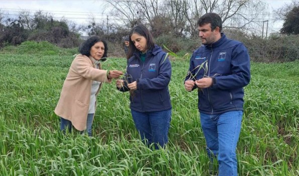 Biobío: 432 agricultores afectados por inundaciones de agosto suma el catastro