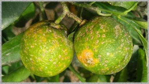 Se detecta en Europa el vector más peligroso del HLB, la enfermedad citrícola más devastadora