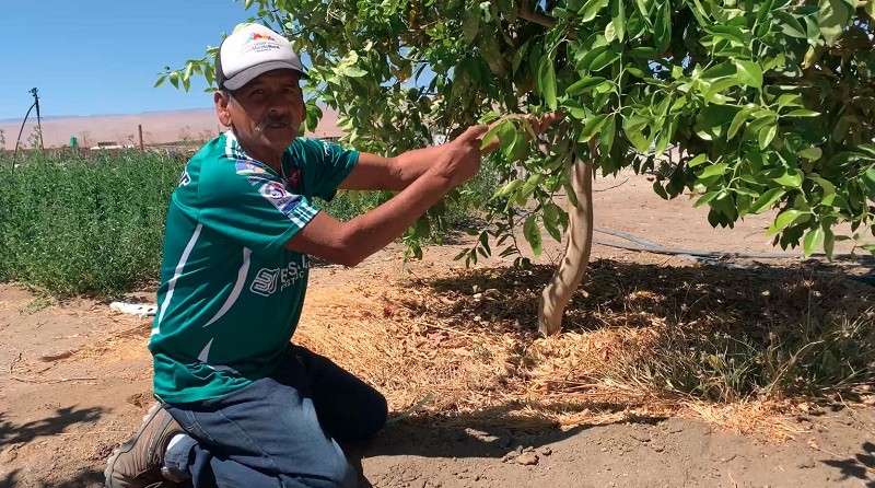 Con 37 agricultores de Pica partió programa Transición a la Agricultura Sostenible en Tarapacá