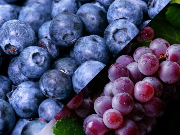 Perú: Cámara de Comercio y Producción de Piura proyecta caídas en la producción de arándanos, uvas y paltas