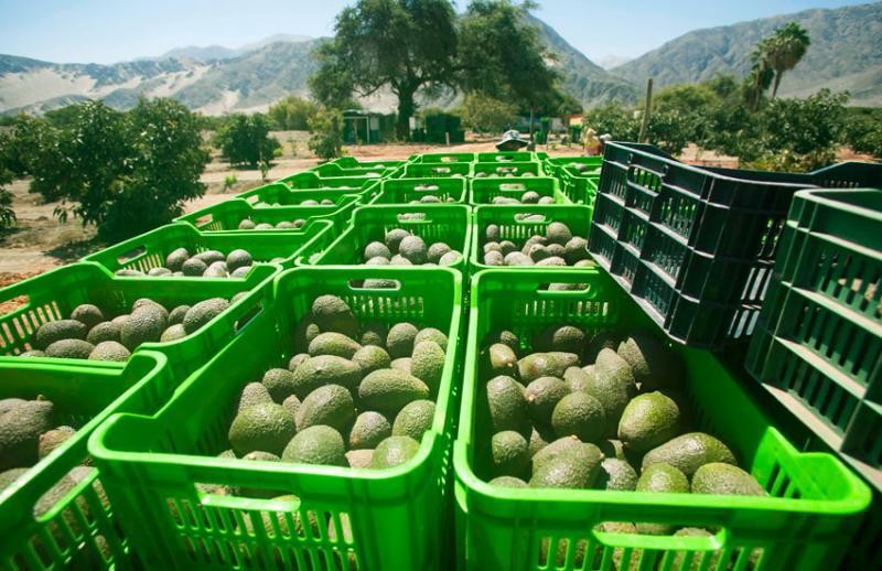 Perú: Exportaciones de palta superan las 670.000 toneladas en lo que va de la campaña 2023