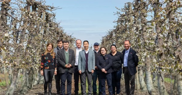 Campañas de promoción de cerezas se intensificarán en China y habrá una mayor inversión