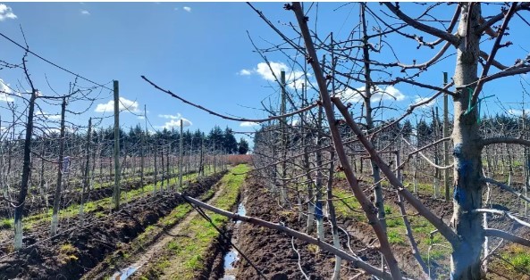La apuesta para mitigar las heladas en las cerezas