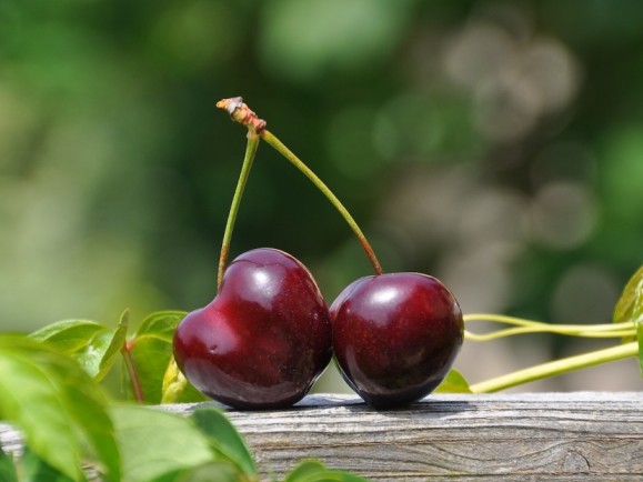 ¿Sabías que Argentina es el segundo mayor productor de cerezas en Latinoamérica?
