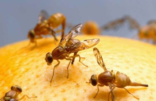 Investigadores ingleses y estadounidenses alteran los genomas de la mosca de la fruta para que puedan reproducirse sin machos