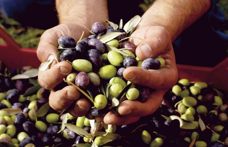 Perú exportó 1.070 toneladas de aceituna en agosto de este año, mostrando una caída de -20%